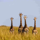 PerspeKtiv - Caroline COUCHOUD - Coaching Scolaire Etudiants Lyceens - famille girafes PerspeKtiv - Caroline COUCHOUD - Coaching Scolaire Etudiants Lyceens - famille girafes