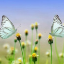 PerspeKtiv - Caroline COUCHOUD - Coaching Scolaire Etudiants Lyceens - papillons fleurs.jpg PerspeKtiv - Caroline COUCHOUD - Coaching Scolaire Etudiants Lyceens - papillons fleurs.jpg